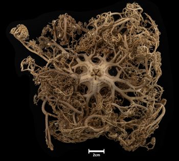 Media type: image;   Invertebrate Zoology OPH-2911 Description: Bottom up view of single ophiuroid specimen with a scale bar.;  Aspect: ventral